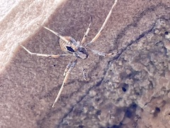 Philodromidae