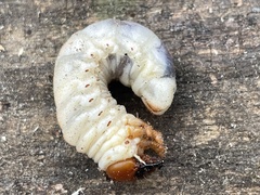 Odontotaenius disjunctus