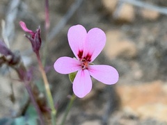 Pelargonium patulum