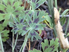 Pelargonium patulum