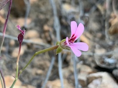 Pelargonium patulum