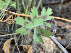 Pelargonium patulum