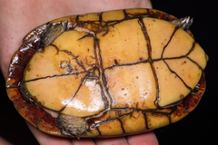 Kinosternon leucostomum