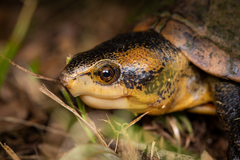 Kinosternon leucostomum