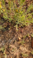 Lasiosiphon capitatus