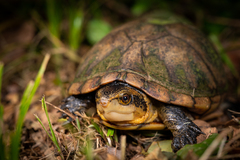 Kinosternon leucostomum