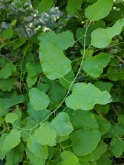 Smilax jamesii