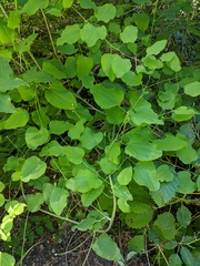 Smilax jamesii