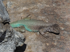 Liolaemus coeruleus