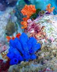 Rhopalaea