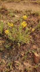 Lasiosiphon capitatus