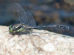 Hylogomphus adelphus