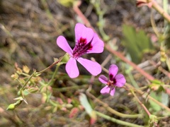 Pelargonium patulum patulum