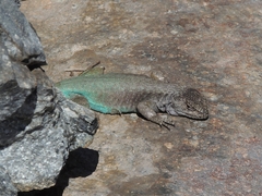 Liolaemus coeruleus