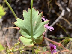 Pelargonium patulum patulum