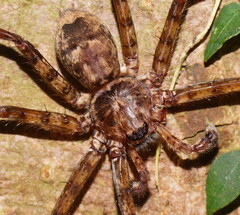 Heteropoda procera