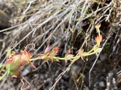 Pelargonium patulum patulum
