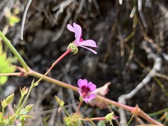 Pelargonium patulum patulum