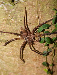Heteropoda procera