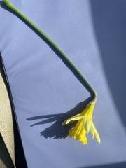 Narcissus pseudonarcissus