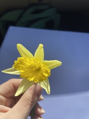 Narcissus pseudonarcissus