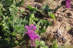 Centaurea polyacantha