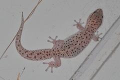 Pachydactylus capensis