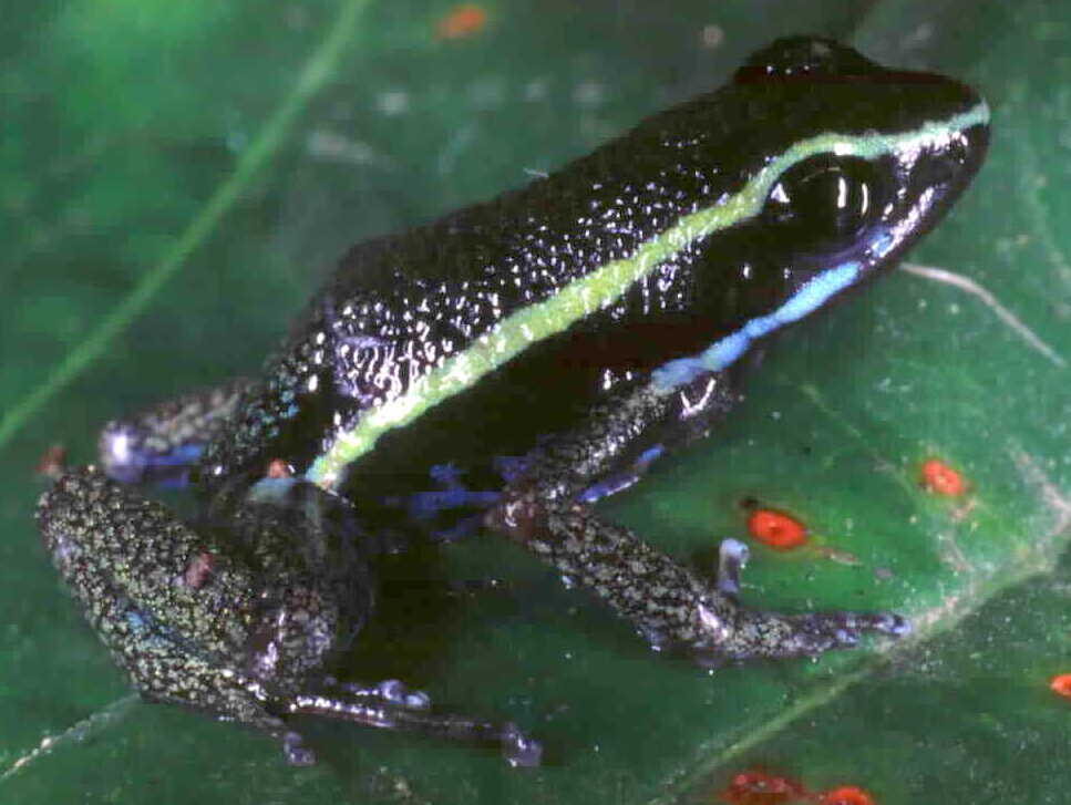 Tambopata Poison Frog
