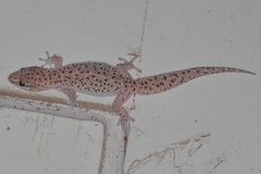 Pachydactylus capensis
