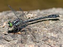 Hylogomphus adelphus