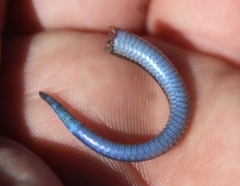 Plestiodon skiltonianus skiltonianus