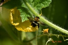 Xylocopa virginica