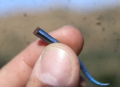 Plestiodon skiltonianus skiltonianus