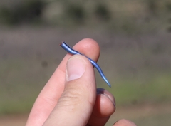 Plestiodon skiltonianus skiltonianus