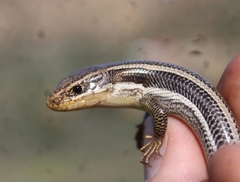 Plestiodon skiltonianus skiltonianus