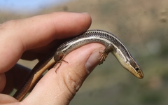 Plestiodon skiltonianus skiltonianus