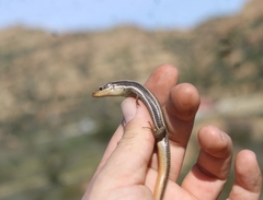 Plestiodon skiltonianus skiltonianus