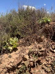 Glottiphyllum linguiforme