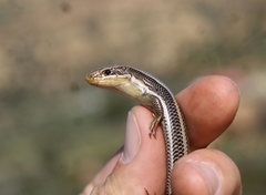 Plestiodon skiltonianus skiltonianus