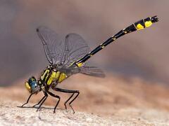 Hylogomphus abbreviatus