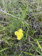 Lomatium caruifolium