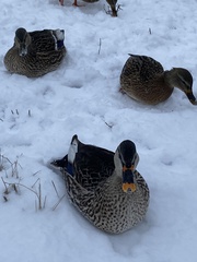 Anas platyrhynchos × poecilorhyncha