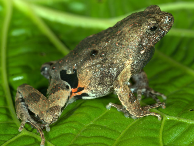Freiberg's Forest Toadlet