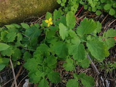 Chelidonium majus