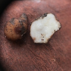 Balsamia