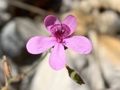 Pelargonium capillare
