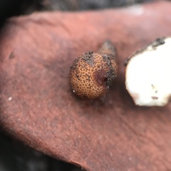 Balsamia