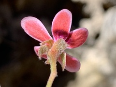 Pelargonium capillare