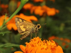 Taractrocera archias