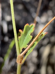 Pelargonium capillare